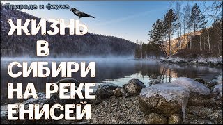 Жизнь в Сибири на реке Енисей Жизнь в России Life in Siberia on the Yenisei river life in Russia [upl. by Ralleigh]