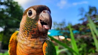 Chirping Conure Bird sounds Green Cheek Conure singing in the morning To day [upl. by Rekcut]