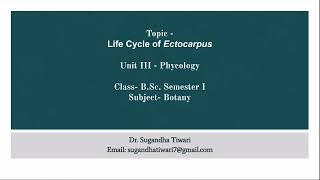 Algae Life Cycle of Ectocarpus [upl. by Arlyn]