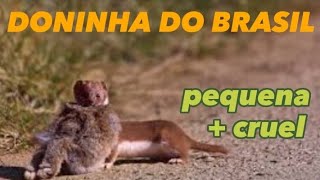 DONINHA BRASILEIRA PEQUENA CAÇADORA DE ANIMAIS GRANDES [upl. by Hgielrebma]