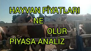 HAYVAN FİYATLARI NE OLUR PİYASA ANALİZ ÖNEMLİ TAKTİKLER [upl. by Grogan]