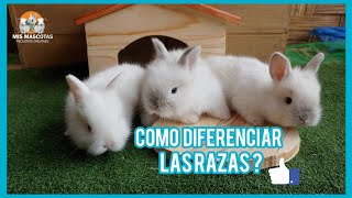 COMO DIFERENCIAR RAZAS DE CONEJOS  MOSTRANDO DIFERENTES RAZAS DE CONEJITOS [upl. by Verda]