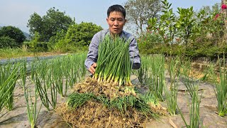 Harvest Green Onions Goes to market sell  Taking care of chicks amp Gardening  Solo Survival [upl. by Shewchuk]