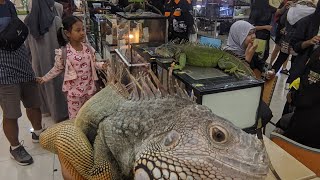 animalcious lippo plaza BATU  lomba reptile dan pameran hewan [upl. by Gregory711]