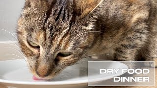 Cat Eating Dry Food for Dinner  🎧 ASMR [upl. by Eenor]