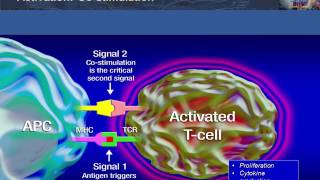 Antigen Presentation T Cell Activation and Deactivation [upl. by Doley]