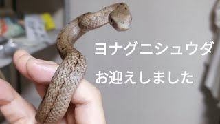 【お迎え】ヨナグニシュウダは荒すぎた！【Elaphe carinata】 [upl. by Voss]