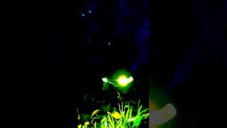 Creepy Crawlers on Halloween BEWARE rcar 4wdhalloween asmr [upl. by Sedinoel]