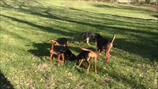 Chasse aux chiens courants sur lièvre [upl. by Nosnevets]