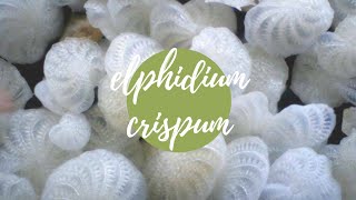 Elphidium crispum  polystomella crispa [upl. by Eldwun]