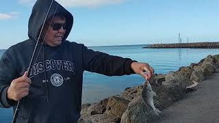 WHAT A CATCH FISHING SPOT PORTARLINGTON PIER VICTORIA AUSTRALIA [upl. by Eelrebmyk]