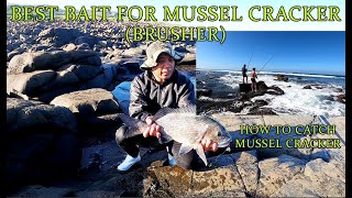 EP39 HOW TO CATCH MUSSEL CRACKERBRUSHERFISHING EASTERN CAPE SOUTH AFRICA [upl. by Stasny363]