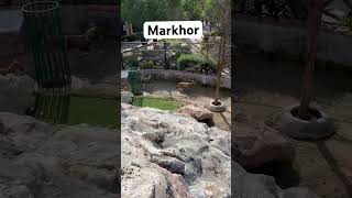 Beautiful Mountain For Markhor at Multi Zoo [upl. by Naivatco]