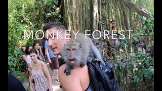 UBUD Monkey Forest CRAZY MONKEY ATTACK [upl. by Helyn]