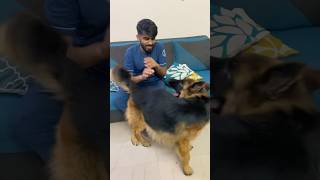 gsd attack germanshepherd gsd shorts broly [upl. by Teik32]