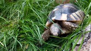 An introduction to the Marginated tortoise [upl. by Nais]