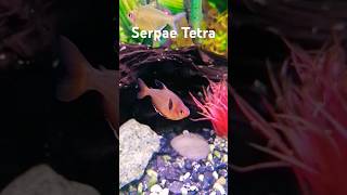 Serpae Tetra fish tetrafish tetras aquarium red fishkeeping aquascapers nanoaquarium serpae [upl. by Einnahc347]