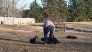 European Import German Shepherd Puppies [upl. by Althea910]