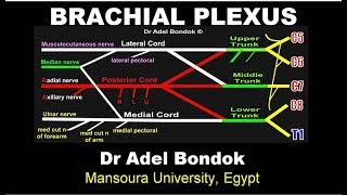 Brachial Plexus Dr Adel Bondok [upl. by Damaris688]