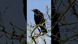 Crow cawing on a sunny morning shorts [upl. by Freedman369]