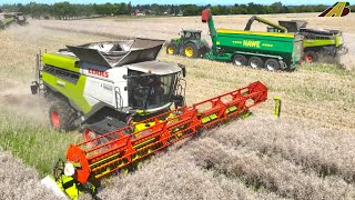 Rapsernte 2023  3 Mähdrescher Traktor amp LKW Landwirtschaft Gut Hohen Luckow German farming harvest [upl. by Ekle618]