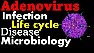 Adenovirus life cycle infection and disease [upl. by Iclehc]