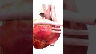 Human Circulatory System Heart Anatomy Animation shortsfeed shortsvideo shorts short anatomy [upl. by Banquer]