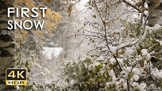 4K HDR First Snow  Peaceful Snowing  Relaxing Snowy Winter Video  Forest Snowfall  Sleep Relax [upl. by Gabrielli]