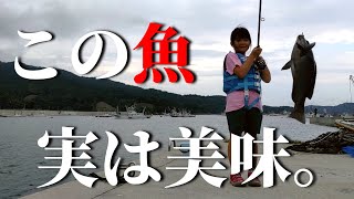 【宮城の釣り】これだから釣りはやめられない…美味しい 魚 猫 [upl. by Poliard]