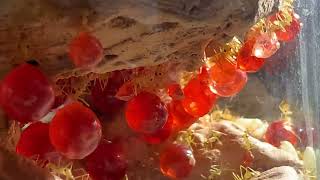 Myrmecocystus mexicanus repletes in dome [upl. by Charters]