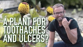 Toothache Plant A NATURAL REMEDY For Toothaches and Ulcers Spilanthes Acmella [upl. by Dutch656]