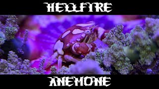 Hellfire Anemone [upl. by Katz237]