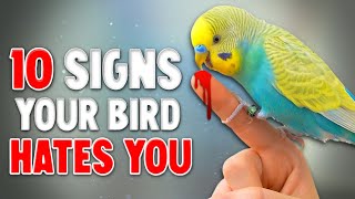 10 Signs your Bird HATES YOU [upl. by Monte]