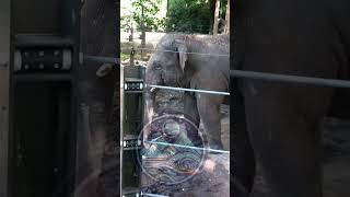 Meet the ASIAN ELEPHANT  So Majestic [upl. by Bray437]