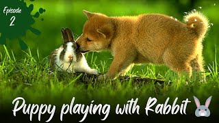 puppy playing with Rabbit 🐰🙀  Rabbit playing with puppy  Cute Animal animalxoxo10 [upl. by Necyla]