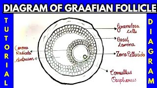 stepbystepdiagramHow to draw diagram of graafian folliclegraafian follicle diagram in easy way [upl. by Enyad]