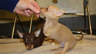 MSPCA Cares for Two Legged Chihuahua Puppies [upl. by Marcie488]