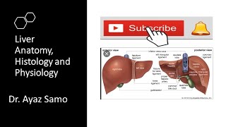 Liver in UrduHindi [upl. by Asenej]