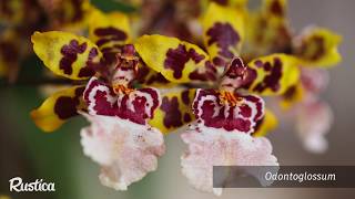 Cultiver les orchidées Oncidium [upl. by Dituri147]