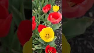 Fall is for planting 🌷 gardeningwithcoffee garden tulip vernalization fallplanting fall grow [upl. by Kowatch]