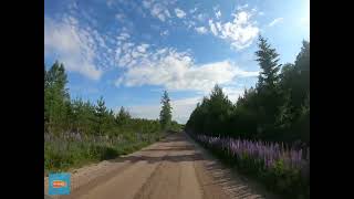 Lupine Road Hagfors Kommun Värmland Sweden [upl. by Anabahs704]