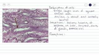 Simple Cuboidal Epithelium [upl. by Wan298]