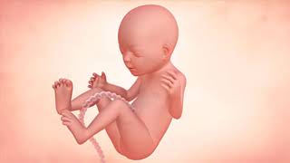 Fetal Development Week by Week Overview [upl. by Ioj]