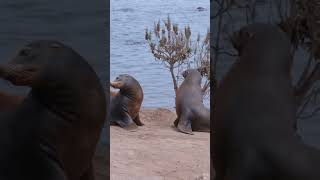 What is the difference between seals and sea lions seals sealions shorts short [upl. by Jemmie]