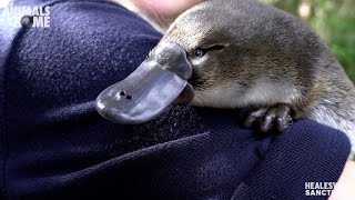 Meet Storm our new baby Platypus [upl. by Ordnajela]