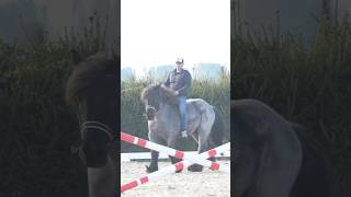 Kaltblut springen kaltblut draft showjumping [upl. by Nillok]