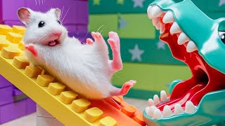 🐹 Hamster vs Pop It maze for pets 🐹 Escape in the Best Hamster Challenges 95 [upl. by Allwein]