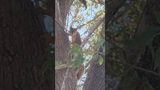 Foodforest update squirrel monkey [upl. by Nosiram594]