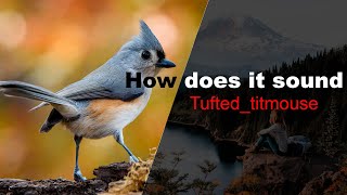 Tufted titmouse [upl. by Allebara]