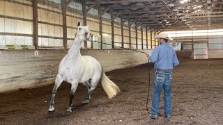 Troubled Horse needs help Accepting the Saddle Pad [upl. by Refinne309]